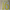 Amad #16 2025-26 Player Size  Cup Yellow Third Nameset Manchester United
