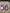 saelemaekers #56 2024-2025 Roma Away  Player Size Nameset UK stock